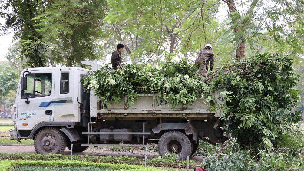 Những cây xanh xum xuê lá sẽ được cắt tỉa để giúp cho không gian trang trọng và an toàn cho người đi bộ.
