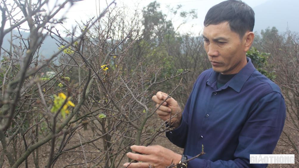 Anh Nguyễn Viết Xuân (46 tuổi, một trong những hộ dân trồng mai vàng năm cánh lớn ở thôn Tân Thành, xã Kỳ Nam) cho biết, toàn bộ vườn của gia đình hiện có khoảng 500 gốc. Năm ngoái, thời tiết thuận lợi, gia đình anh bán được giá thu về khoảng 400 triệu đồng, năm nay thời tiết thất thường, giá rét kéo dài nên thu nhập giảm nhiều.