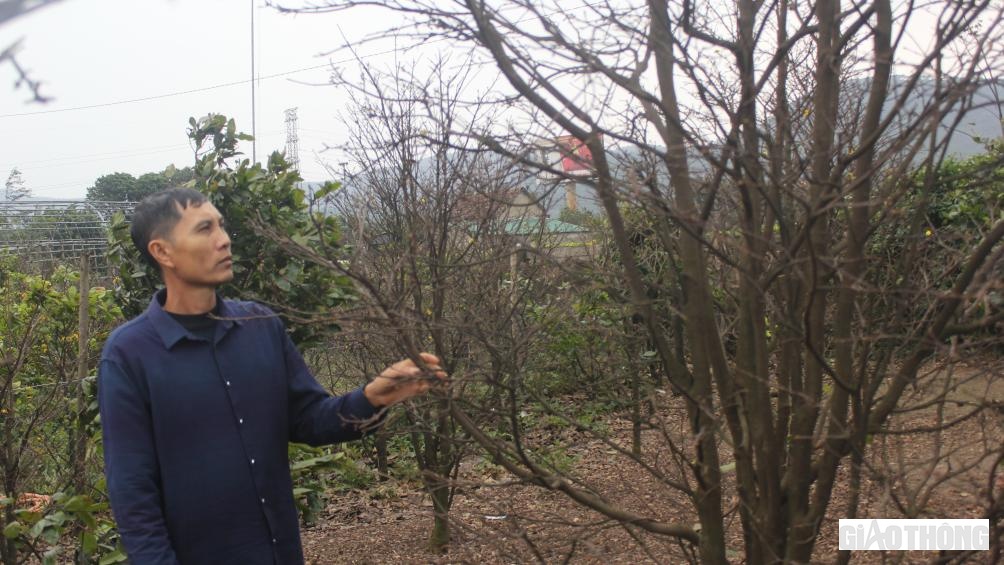 Tết Nguyên đán Quý Mão 2023 sắp đến. Tuy nhiên, hàng chục hộ dân chuyên trồng mai vàng năm cánh phục vụ Tết ở xã Kỳ Nam, thị xã Kỳ Anh, tỉnh Hà Tĩnh lại đang thấp thỏm lo lắng, vì vụ mùa năm nay nguy cơ bị thất thu nặng nề do mai kém hiệu quả và tạo nụ, nở hoa không đồng đều sau ảnh hưởng của các đợt mưa, giá rét kéo dài.
