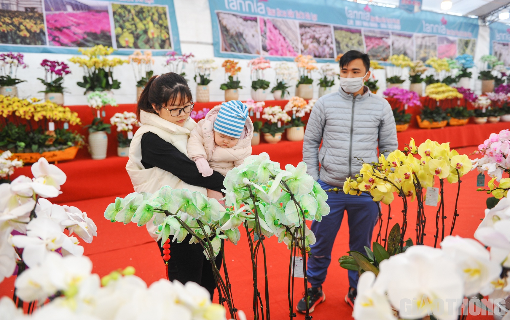 Cùng gia đình đi mua hoa lan hồ điệp để làm quà tặng cho người thân, anh Phạm Văn Dũng (quận Nam Từ Liêm, Hà Nội) chia sẻ: “Mặc dù giá thành của hoa lan hồ điệp không hề rẻ nhưng bù lại chất lượng và chơi được lâu".