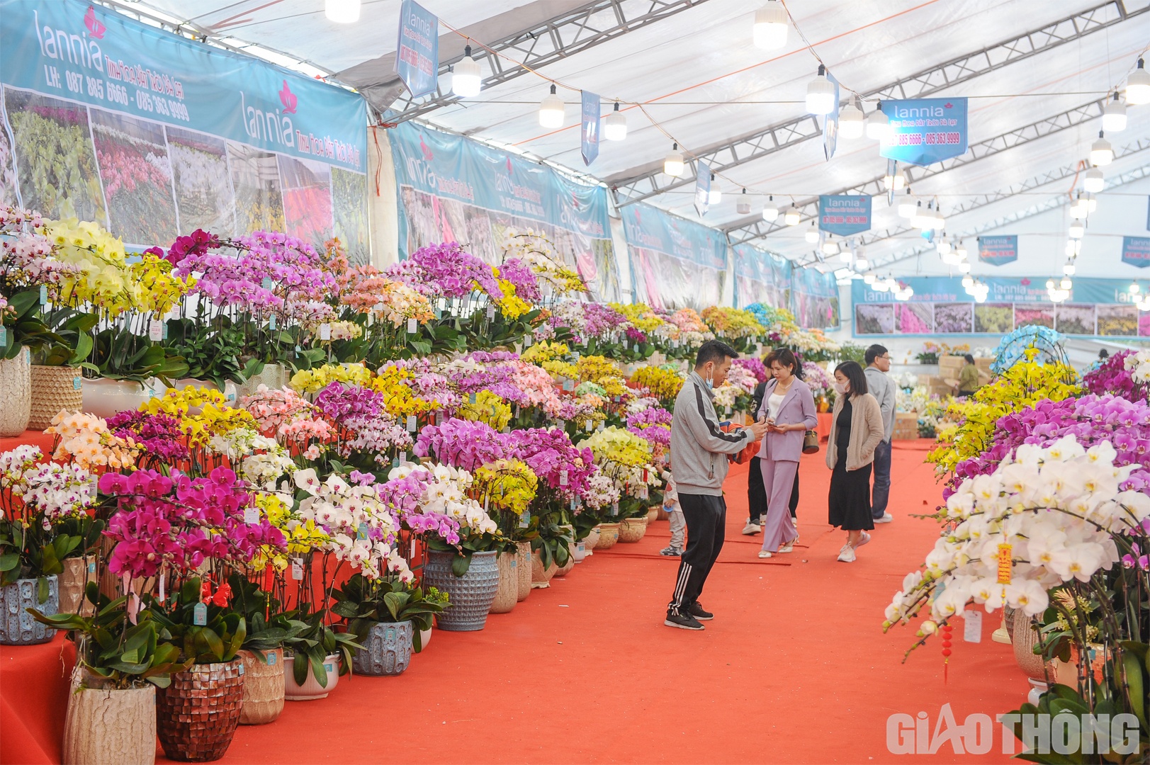 Theo ghi nhận của PV Báo Giao thông tại khu vực gần SVĐ Quốc gia Mỹ Đình (Hà Nội), nhiều gian hàng bày bán hoa lan hồ điệp với đủ màu sắc, kiểu dáng đã thu hút du khách tới tham quan, mua sắm.