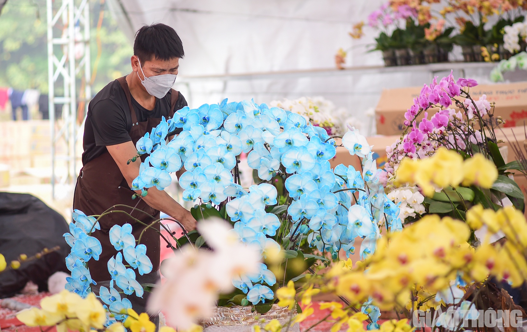 Theo yêu cầu của khách hàng, hoa lan có thể được nhân viên cắm và tạo hình ngay tại gian hàng.