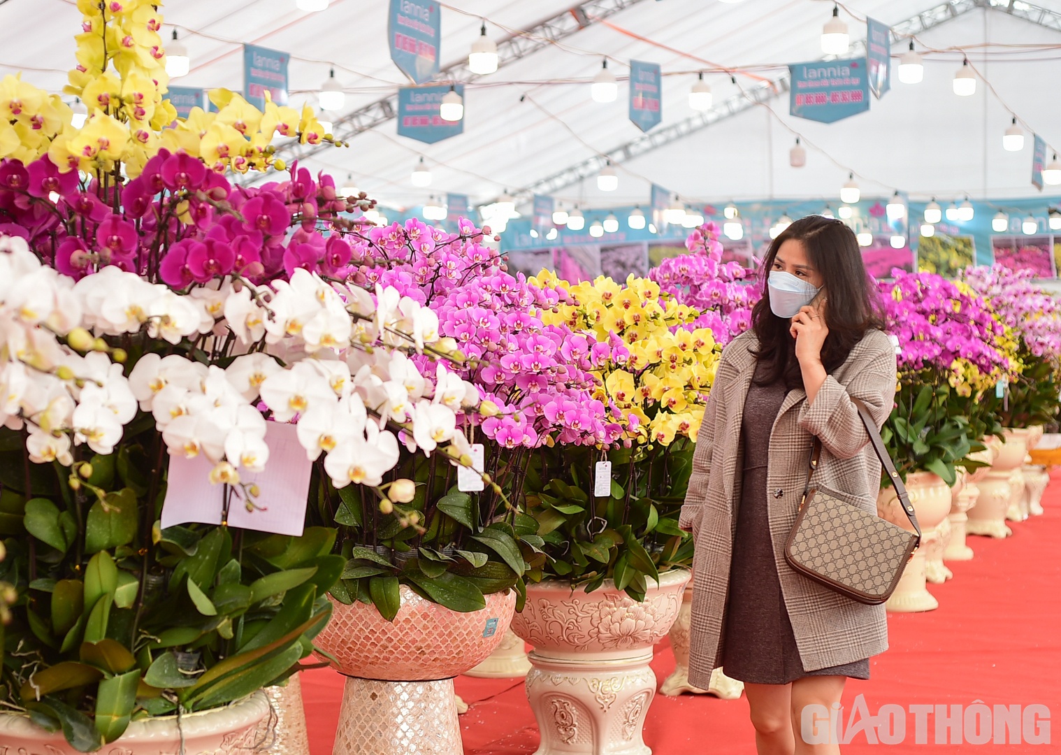 Giá thành mỗi chậu lan tùy thuộc vào số lượng cành hoa được cắm, giá trung bình 300.000 đồng/cành.