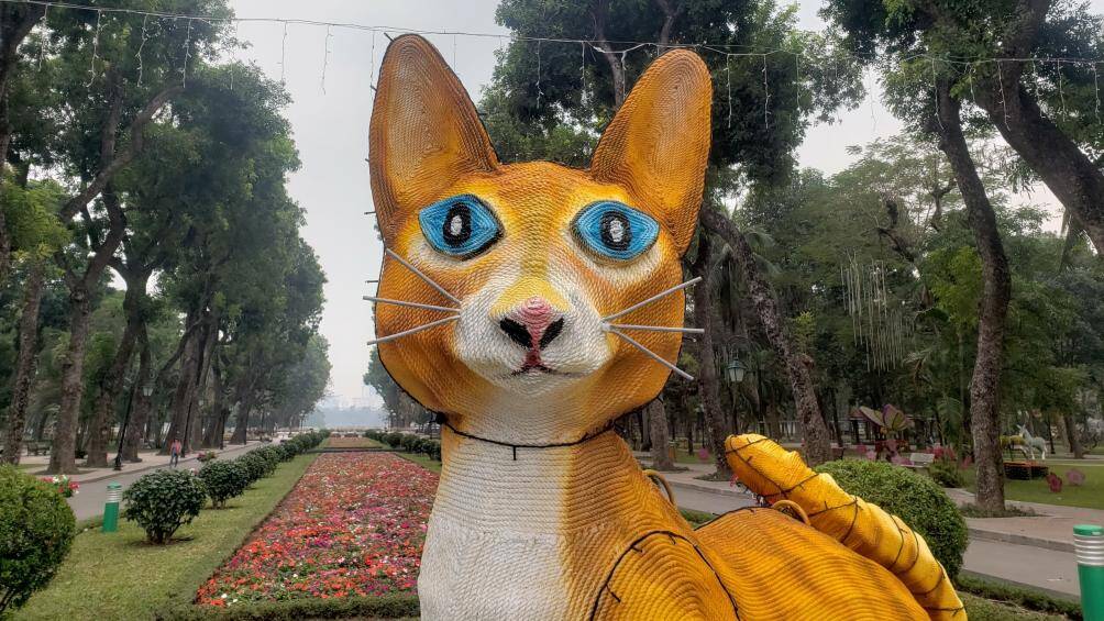 Một số người chia sẻ trên mạng rằng: "Mèo như cáo", "Mèo ăn uống kiểu gì mà thân nhỏ, bụng to", "Mèo lại có râu chuột", "Không thể tưởng tượng được đây là con mèo"…