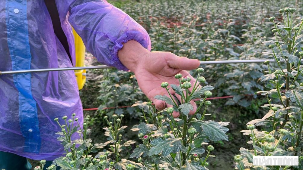 Những ngày này, các hộ nông dân trồng hoa ở phường Quảng Long (TX. Ba Đồn) đang tất bật bắt tay vào trồng và chăm sóc vụ hoa Tết Nguyên đán 2023.
