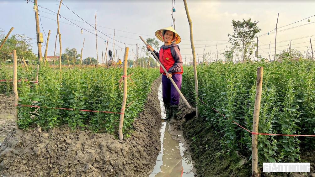 Tại làng hoa phường Quảng Long (thị xã Ba Đồn) những ngày này, người dân đang tất bật “chạy đua” với thời gian để kịp phục vụ hoa Tết. Khác với mọi năm, năm nay, tình hình thời tiết thất thường, se lạnh, nắng ít, mưa nhiều nên dù chỉ còn ít ngày nữa là đến Tết Nguyên đán Quý Mão 2023, nhưng phần lớn diện tích hoa người dân gieo trồng đang bung nụ rất chậm. gia đình chị Ngô Thị Tiện (SN 1975, ở TDP Trường Sơn, phường Quảng Long) gieo trồng hơn 30.000 cây hoa các loại trên diện tích 3 sào ruộng để phục vụ Tết Nguyên đán, tuy nhiên đến thời điểm này, tỷ lệ hoa nở đúng dịp chỉ mới đạt trên 40%. Dù đã có kinh nghiệm hơn 20 năm trồng hoa nhưng thời tiết không ủng hộ khiến chị rất lo lắng.