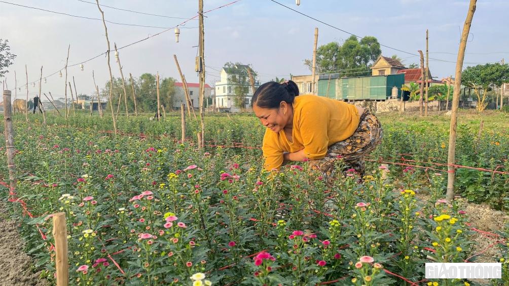 Gia đình bà Nguyễn Thị Vân, tổ dân phố (TDP) Trường Sơn có 10 sào đất, năm ngoái, do dịch Covid-19 căng thẳng, sức mua người tiêu dùng giảm nên bà chỉ sử dụng 6 sào để trồng vụ hoa Tết, 4 sào còn lại bà trồng các loại rau khác. Tuy nhiên, năm nay dịch bệnh đã được kiểm soát tốt, cuộc sống người dân đã trở lại bình thường, gia đình bà Vân mạnh dạn xuống giống trên diện tích 10 sào để phục vụ thị trường Tết.