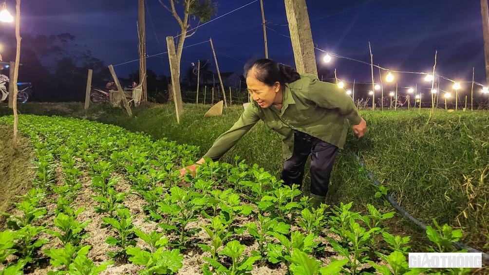Để phục vụ thị trường Tết năm 2023, hơn 100 hộ nông dân của phường Quảng Long (TX Ba Đồn) đã xuống giống gieo trồng 22ha hoa các loại, như: Ly, lay ơn, hoa cúc… Thời điểm này, cơ bản bà con nông dân đã xuống giống xong và đang tích cực chăm sóc, bảo vệ hoa để phục vụ dịp Tết Nguyên đán.