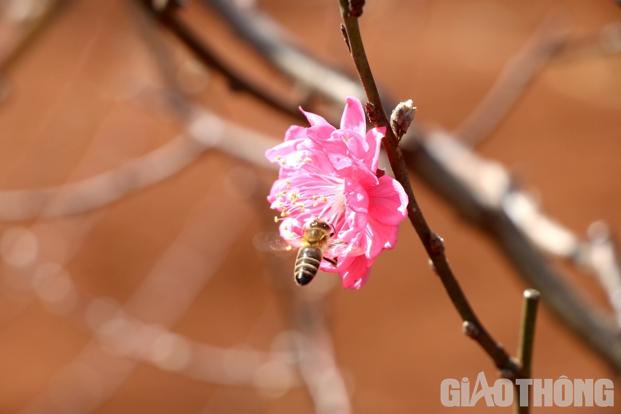 Nhờ vậy, 5 năm trở lại đây, cứ mỗi dịp Tết đến, Xuân về, đào Nhật Tân lại khoe sắc giữa đại ngàn Tây Nguyên, góp phần tô điểm cho mùa xuân trên cao nguyên thêm phong phú, ý nghĩa. Ảnh: Ngọc Hùng