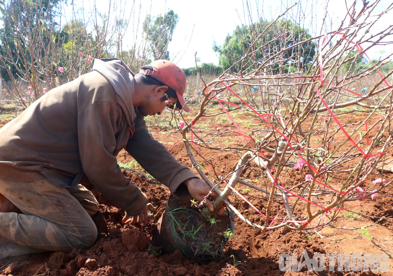 Mỗi gốc đào được thuê bứng, cắt rễ cẩn thận, bọc túi nilon và đưa lên xe chở đi khắp nơi phục vụ nhu cầu của người trong dịp Tết. Ảnh: Ngọc Hùng