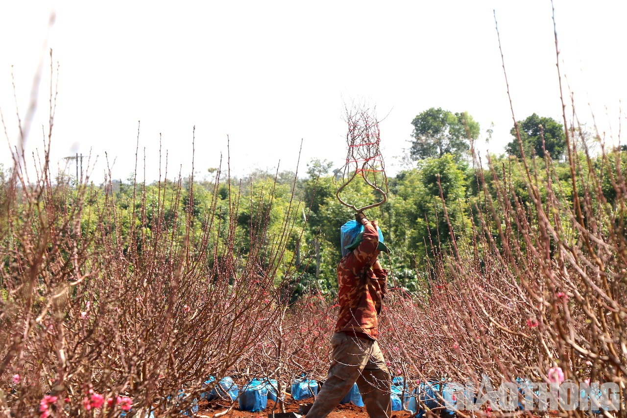 Những góc đào được “cõng” lên xe. Tại vườn mỗi gốc đào có giá dao động từ 200 nghìn đến hơn 1 triệu đồng, tùy theo gốc và độ tuổi của cây. Ảnh: Ngọc Hùng