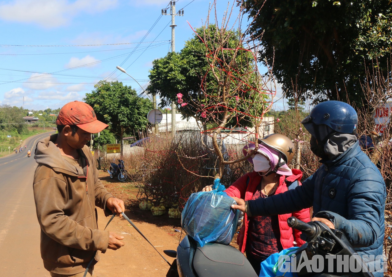 Cứ đến ngày cận Tết, nhiều người dân ở Đắk Lắk và thương lái các tỉnh lân cận như Gia Lai, Kon Tum, Đắk Nông lại đổ xô về làng trồng đào Nhật Tân ở TX Buôn Hồ chọn những cây đào yêu thích để chơi Tết. Ảnh: Ngọc Hùng