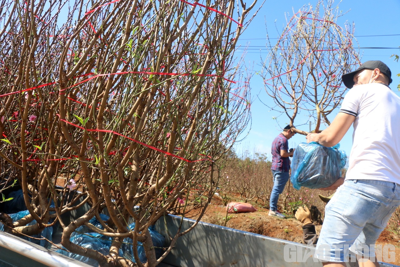 Thương lái ở các tỉnh Đắk Nông, Gia Lai, Nghệ An và các huyện lân cận trong tỉnh Đắk Lắk chen nhau đến mua đưa về cung ứng cho thị trường hoa Tết. Cảnh người mua, kẻ bán nhộn nhịp,…