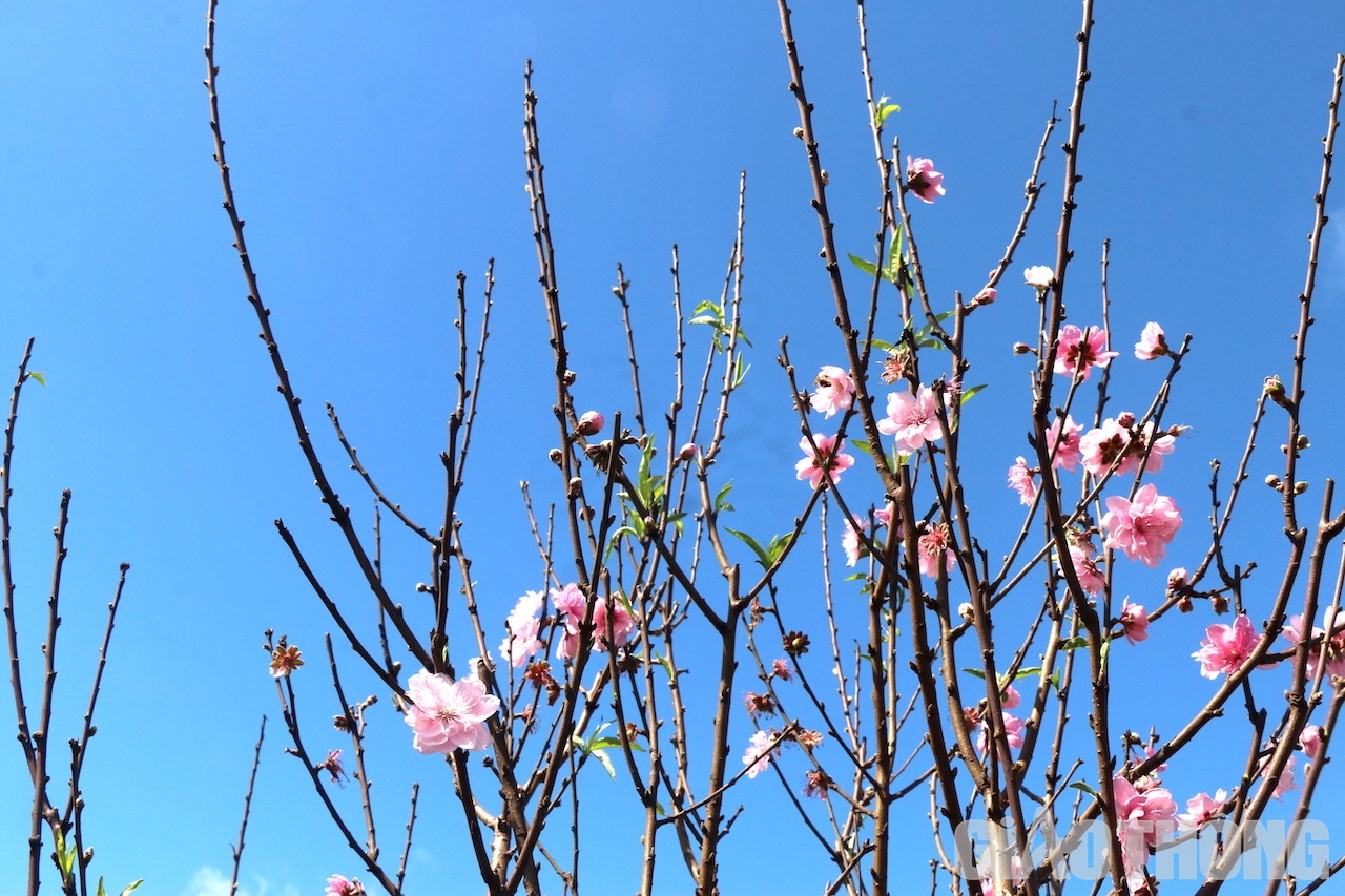 Nhiều năm qua, để đáp ứng thị hiếu người chơi hoa trong dịp Tết Nguyên đán, dòng đào Nhật Tân (Hà Nội) được nhiều người dân tại phường Thống Nhất (thị xã Buôn Hồ, tỉnh Đắk Lắk) đã ươm trồng thành công trên mảnh đất cao nguyên và cứ mỗi độ Tết đến Xuân về, hoa đào lại khoe sắc. Ảnh: Ngọc Hùng
