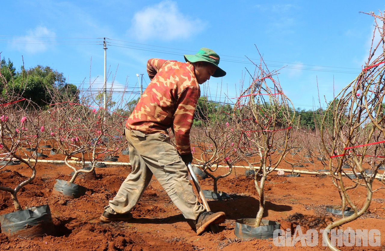 Những gốc đào được thuê người có tay nghề chăm sóc cẩn thận, kịp đưa lên xe phục vụ Tết. Ảnh: Ngọc Hùng
