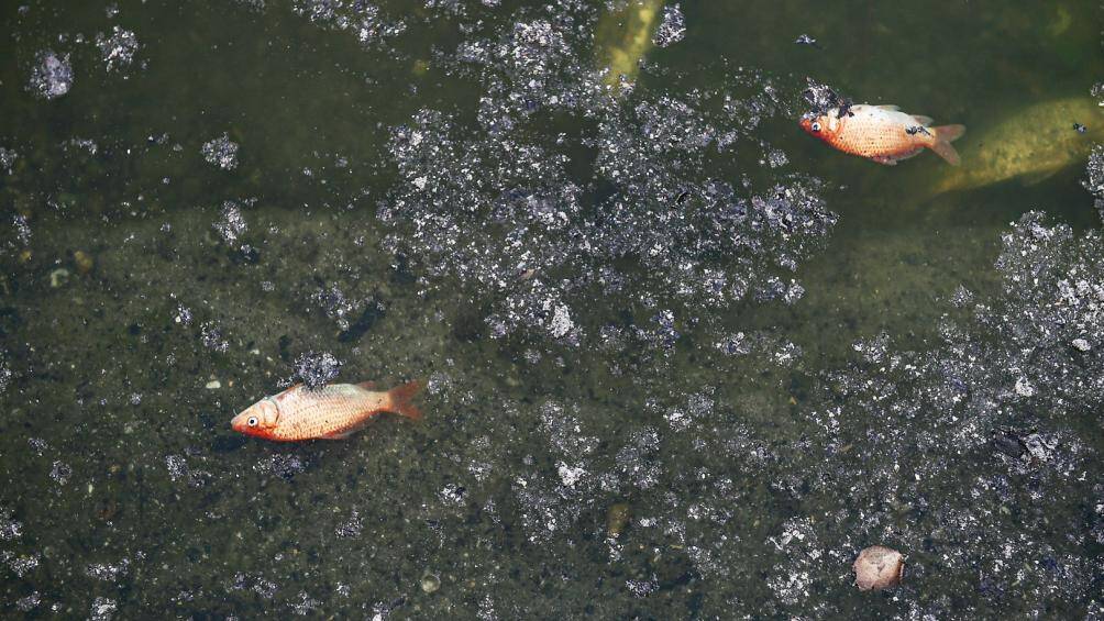 Tuy nhi&ecirc;n, do người d&acirc;n đổ cả tro bụi khiến nhiều khu vực nằm trong khu&ocirc;n vi&ecirc;n hồ bị &ocirc; nhiễm, c&aacute; chết h&agrave;ng loạt.