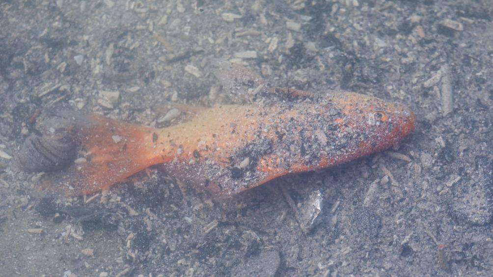 C&aacute; chết c&oacute; thể do tro l&agrave;m &ocirc; nhiễm nguồn nước.