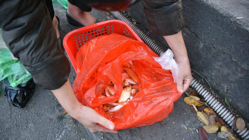 Sáng ngày 14/1 (tức 23 tháng chạp âm lịch), nhiều người dân Hà Nội đã ra sông, hồ để thả cá chép tiễn ông Công, ông Táo về trời. Đây là một nét văn hoá lâu đời của người dân Việt Nam.