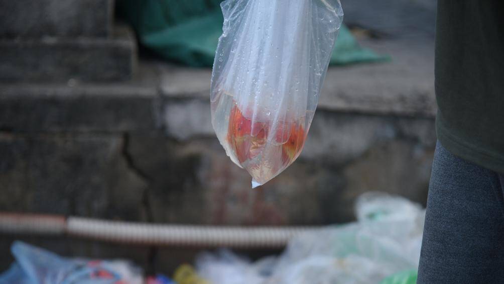 Ng&agrave;y 14/1 (23 th&aacute;ng chạp), người d&acirc;n Việt Nam l&agrave;m lễ tiễn "&ocirc;ng C&ocirc;ng, &ocirc;ng T&aacute;o" l&ecirc;n chầu trời. Sau nghi lễ c&uacute;ng &ocirc;ng C&ocirc;ng, &ocirc;ng T&aacute;o, dọn b&agrave;n thờ gia ti&ecirc;n, nhiều người d&acirc;n đ&atilde; tới c&aacute;c s&ocirc;ng, hồ thả c&aacute; ch&eacute;p tiễn T&aacute;o qu&acirc;n.