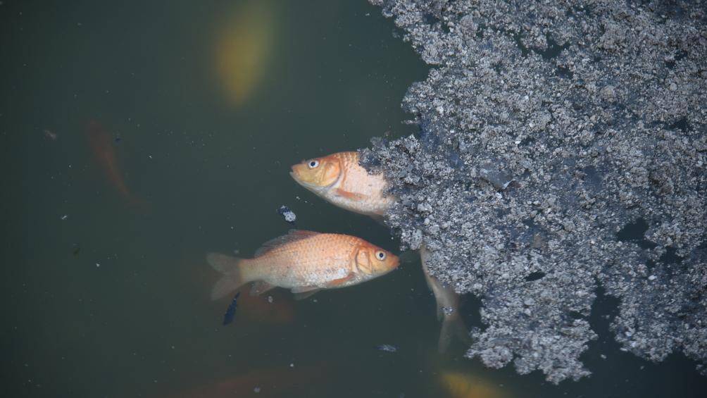 C&aacute; ch&eacute;p chết ngay tại khu vực mới được người d&acirc;n thả chủ yếu l&agrave; c&aacute; ch&eacute;p đỏ do người d&acirc;n thả dịp "&ocirc;ng C&ocirc;ng, &ocirc;ng T&aacute;o".