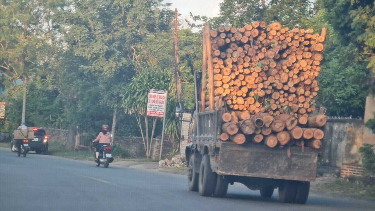 Anh Nguyễn Văn Chiển, nhà ở TP Hạ Long cho biết, thỉnh thoảng lưu thông trên Quốc lộ 279 vào khu vực xã Dân Chủ, Quảng La… của TP Hạ Long, mỗi khi gặp xe chở keo cao ngất ngưởng khiến anh "thót tim". Ảnh: Một chiếc xe chở gỗ keo cao ngất ngưởng lưu thông theo hướng TX Quảng Yên ra Quốc lộ 18A