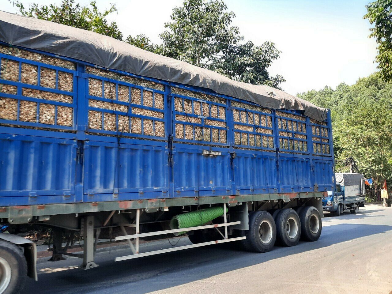 Trao đổi qua điện thoại với PV Báo Giao thông, một cán bộ thuộc Phòng CSGT Đường bộ - đường sắt, Công an tỉnh Quảng Ninh thừa nhận tình trạng xe chở gỗ keo, dăm gỗ vi phạm tải trọng, kích thước thành thùng còn diễn ra.