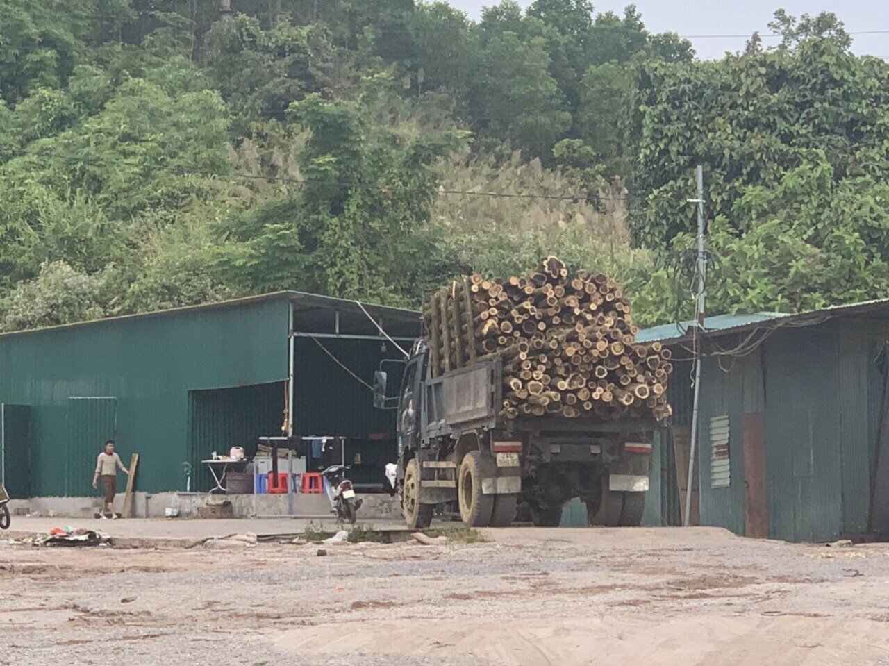 Không chỉ trên một số tuyến quốc lộ, nhiều tuyến đường huyện, đường liên xã trên địa bàn tỉnh Quảng Ninh, tình trạng xe chở gỗ keo vượt quá thành thùng cũng không phải khó gặp. Ảnh: Xe chở keo tập kết vào một cơ sở tại huyện Hải Hà.