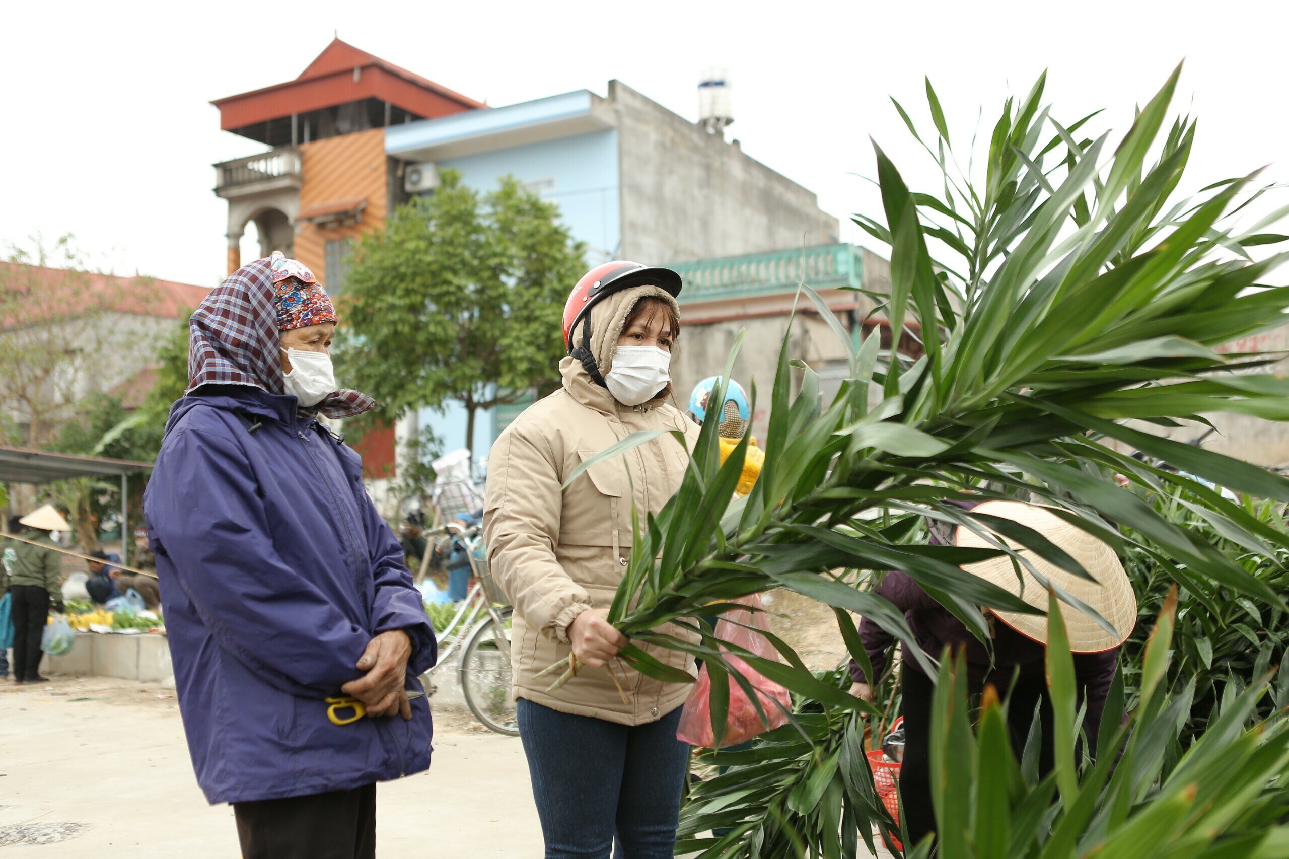 Cây phát tài, phát lộc (ở một số nơi còn gọi là cây bồng bồng) được nhiều người mua về để đưa lên bàn thờ thắp hương cầu mong một năm mới tốt lành.
