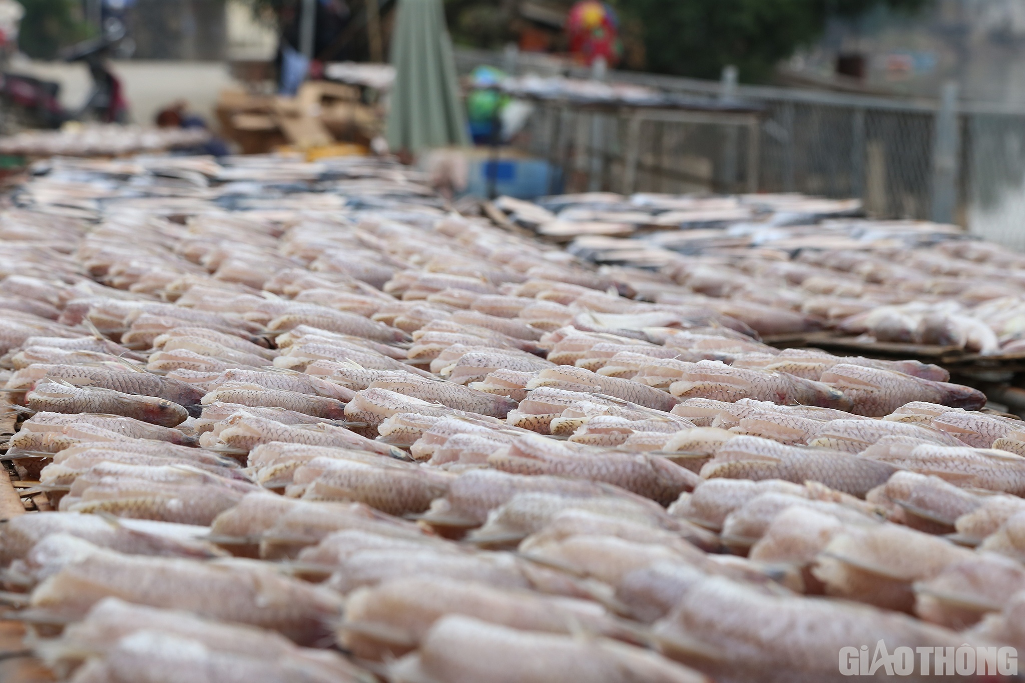 Cá nướng vụ Tết bắt đầu từ đầu tháng 12 âm lịch. Lúc cao điểm, có đến tận 7 người làm cá và nướng cá. Gia đình chỉ nướng, sau đó thương lái sẽ đến tận nhà thu mua để bán lại cho người dân ở các huyện miền núi trong tỉnh hoặc làm quà đi Hà Nội…