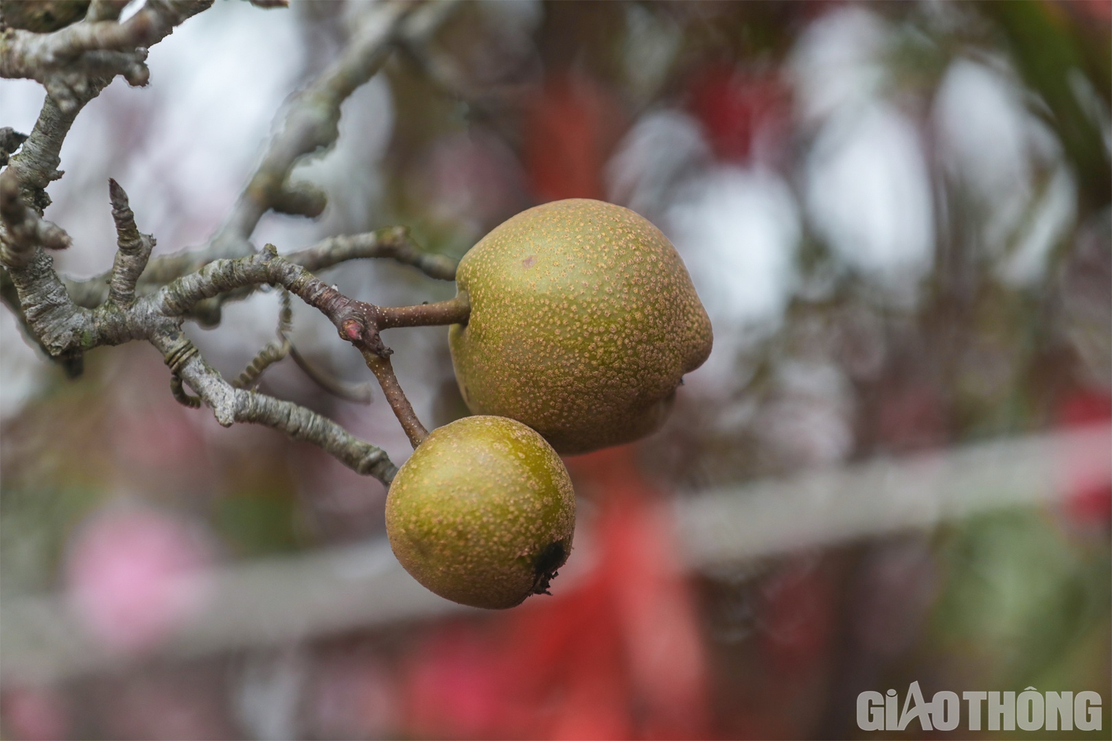 Một số c&agrave;nh đ&atilde; ra quả non.