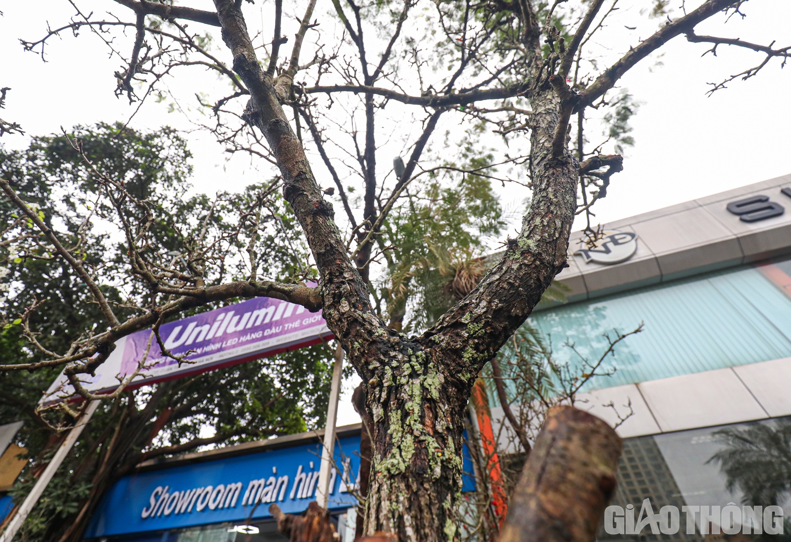 Đặc biệt, những c&agrave;nh c&agrave;ng gi&agrave;, th&acirc;n c&acirc;y mốc xanh, sần s&ugrave;i, hoa chi ch&iacute;t mọc ra từ những mắt th&igrave; gi&aacute; c&agrave;ng cao.