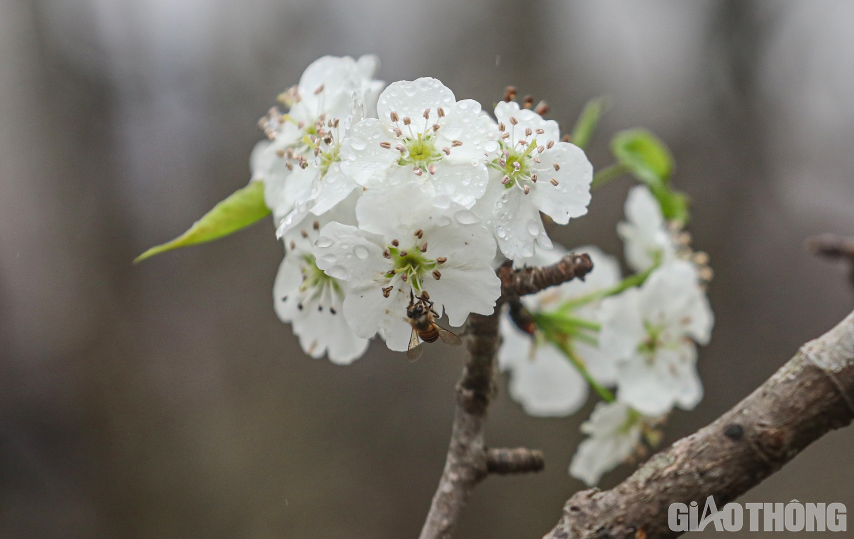 M&agrave;u trắng tinh kh&ocirc;i của hoa l&ecirc; kh&ocirc;ng chỉ đẹp m&agrave; c&ograve;n mang &yacute; nghĩa cho sự thanh khiết, ấm &aacute;p.