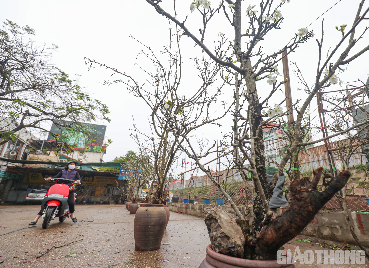 Theo ghi nhận của PV B&aacute;o Giao th&ocirc;ng tại chợ hoa Quảng An (quận T&acirc;y Hồ), những c&agrave;nh hoa l&ecirc; trắng đang được c&aacute;c tiểu thương b&agrave;y b&aacute;n để phục vụ nhu cầu người d&acirc;n Thủ đ&ocirc; sau Tết.