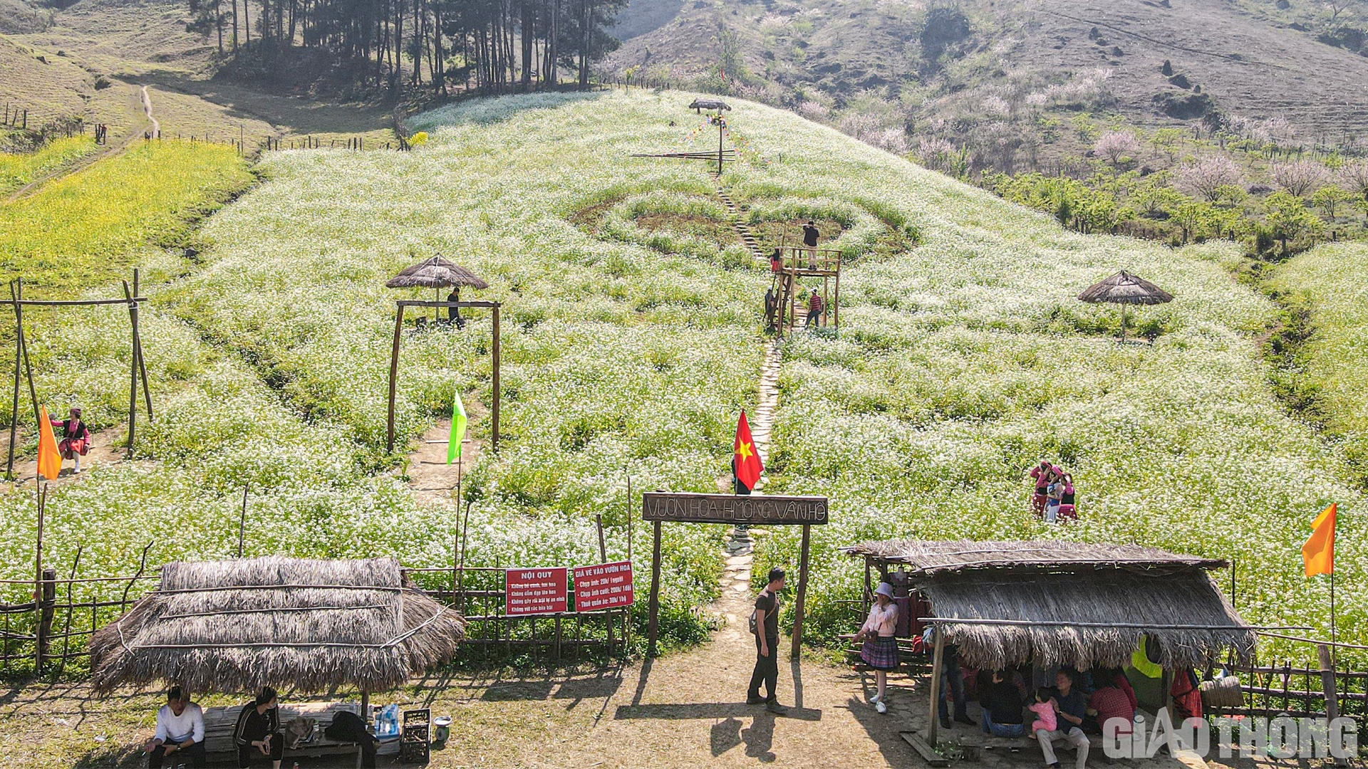 Nằm ven QL6 đoạn qua huyện Vân Hồ (tỉnh Sơn La), những vườn cải trắng đang mùa trổ hoa đã tạo nên vẻ đẹp lãng mạn và thu hút nhiều du khách tới tham quan.