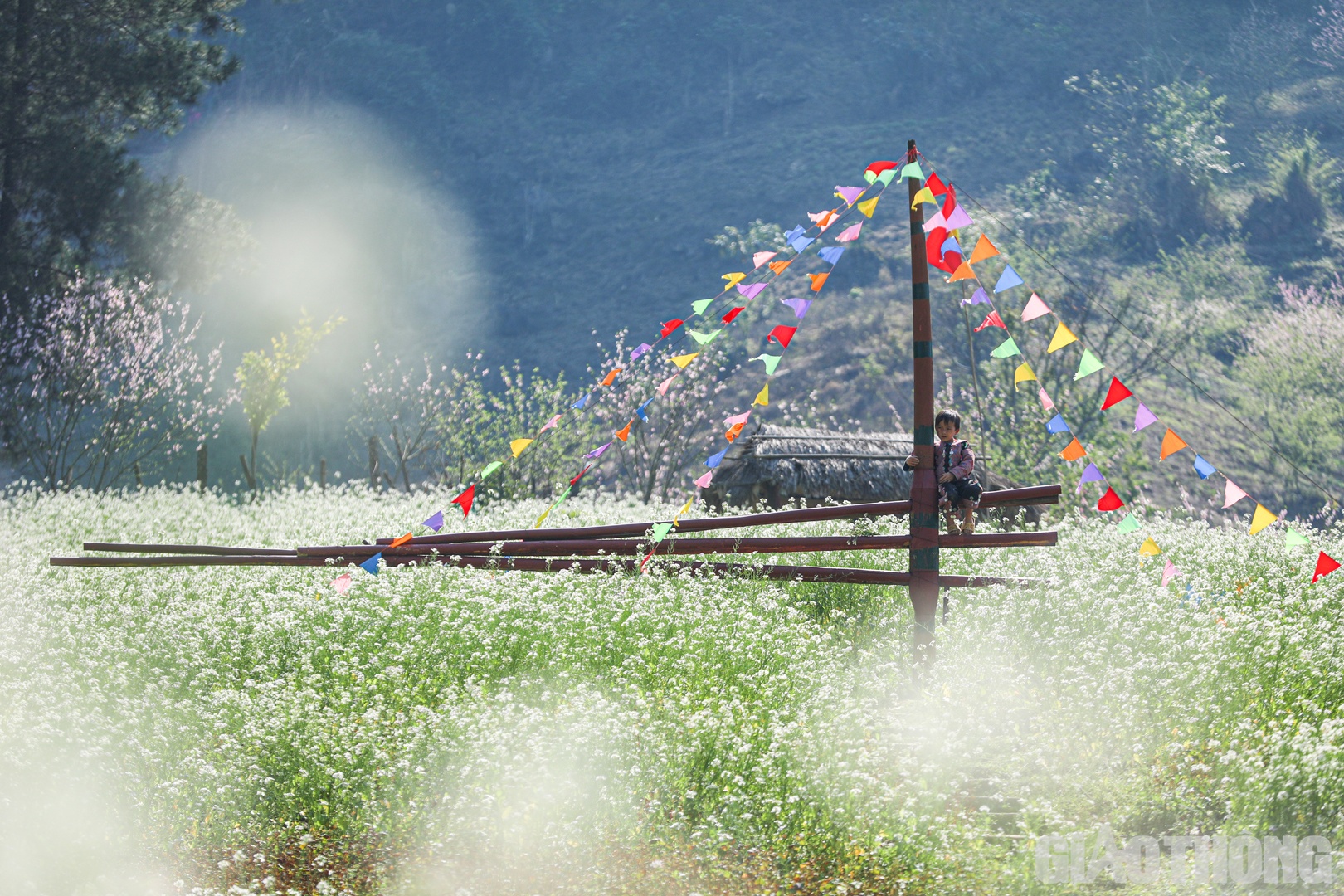Những cành hoa cải trắng rung rinh trong gió tạo nên một sức hút khó cưỡng nơi núi rừng Tây Bắc.