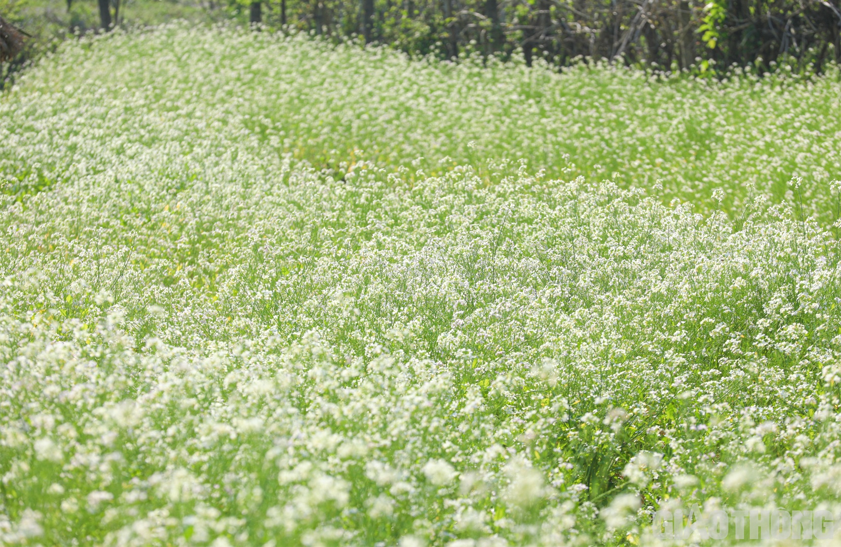 Chị Sùng Thị Nú, chủ một vườn cải ở Lóng Luông (Vân Hồ) cho biết, hoa tại đây bắt đầu bung nở đẹp từ hơn 1 tháng nay. Đặc biệt vào dịp cuối tuần, vườn đón hàng trăm lượt du khách ghé thăm mỗi ngày.
