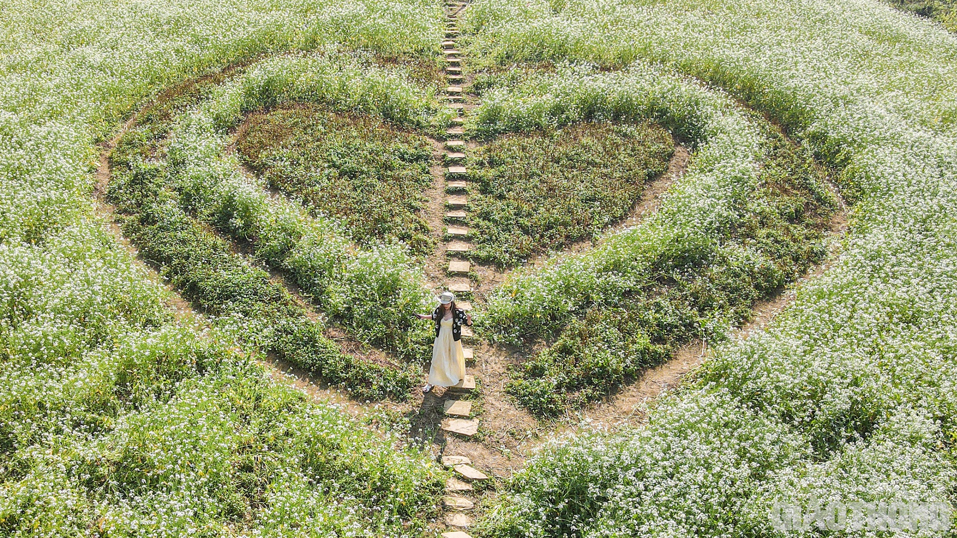 Dạo bước trên triền đồi hoa cải trắng, nhiều người ngỡ như lạc vào "xứ sở mộng mơ".