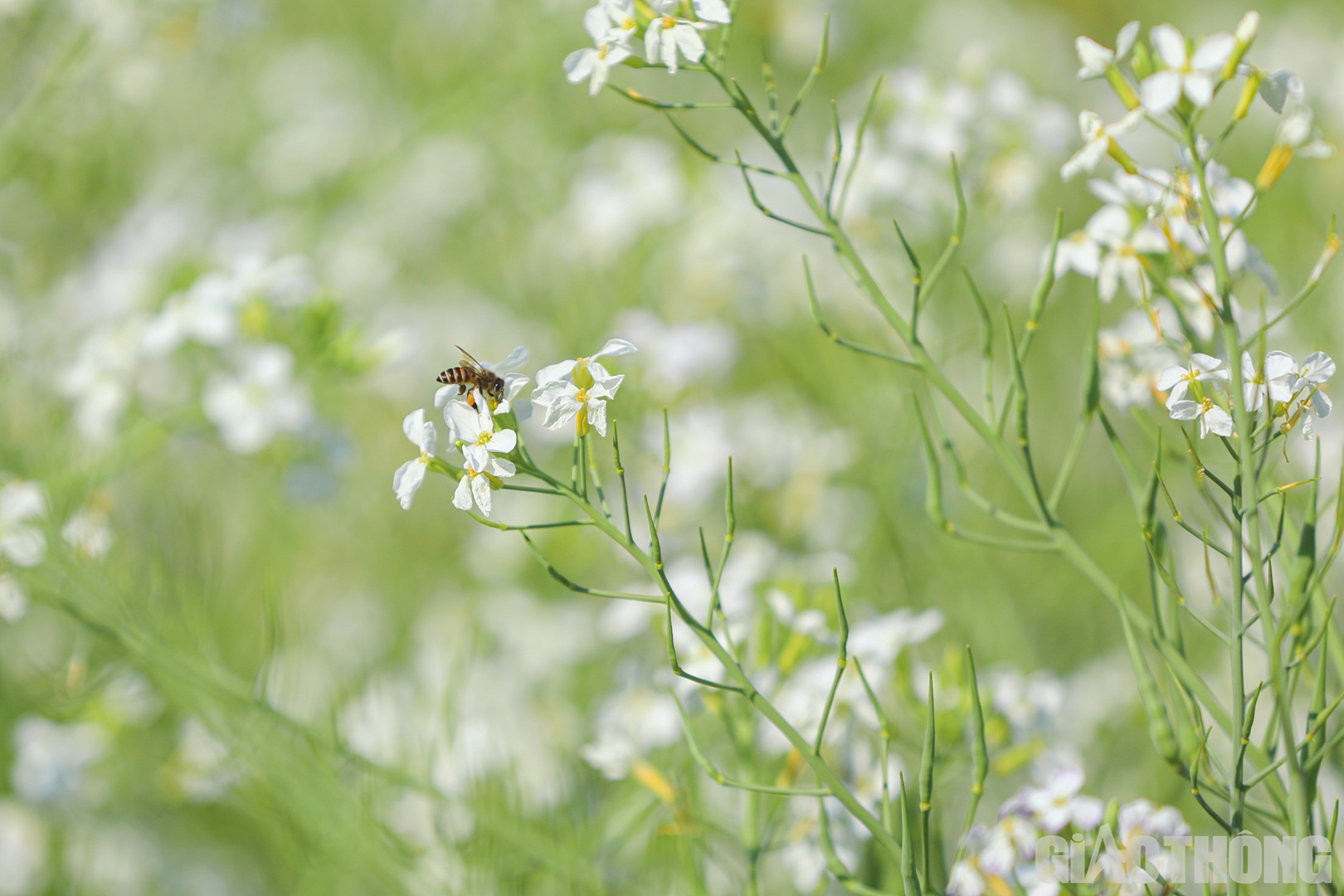 Cũng theo chị Nú, cải trắng không mất quá nhiều công chăm sóc. Nếu thời tiết hanh khô chỉ cần tưới thêm nước để đảm bảo đủ độ ẩm cho cây.