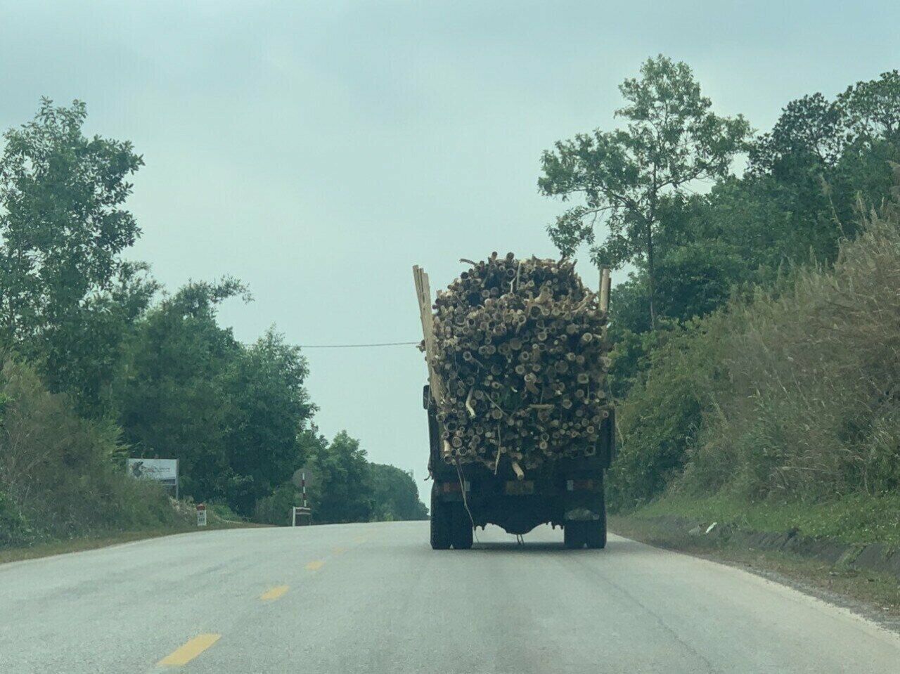 Từ trung tâm huyện Ba Chẽ theo Tỉnh lộ 330 lên xã Thanh Lâm, Đạp Thanh, Lương Mông… có thể dễ dàng gặp những chiếc xe chở gỗ keo vượt quá thành thùng cả mét, nghênh ngang choán hết phần đường của các phương tiện khác.