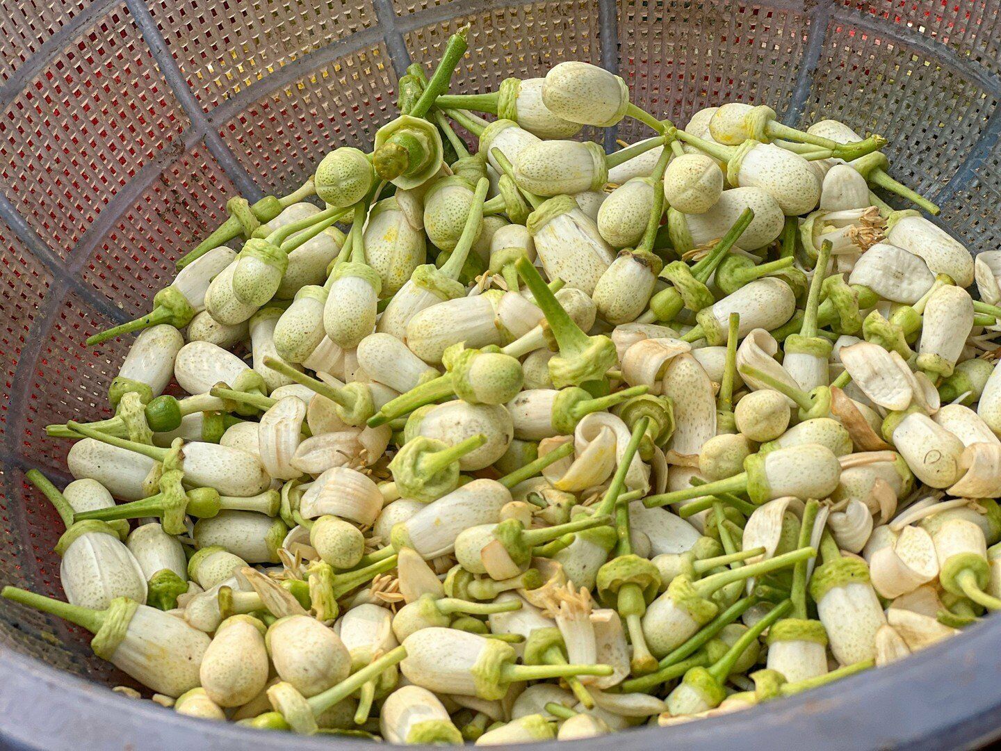 Những bông hoa đã bị rời khỏi chùm thì sẽ được bán rẻ hơn từ 15 đến 20 nghìn đồng/lạng.