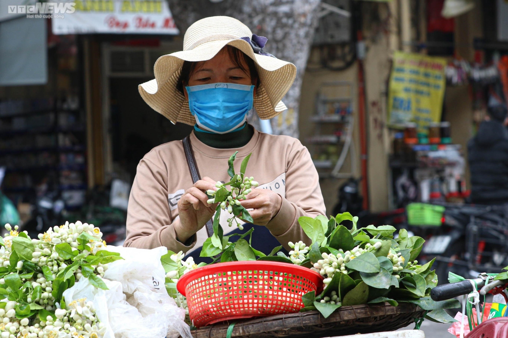 Chị Thuyết (ở Phú Diễn, Hà Nội) thì cho biết, mùa hoa bưởi rất ngắn, hoa nở rộ trong vòng 10 ngày nếu thời tiết ấm áp, nếu trời rét cũng chỉ được khoảng 20 ngày.
