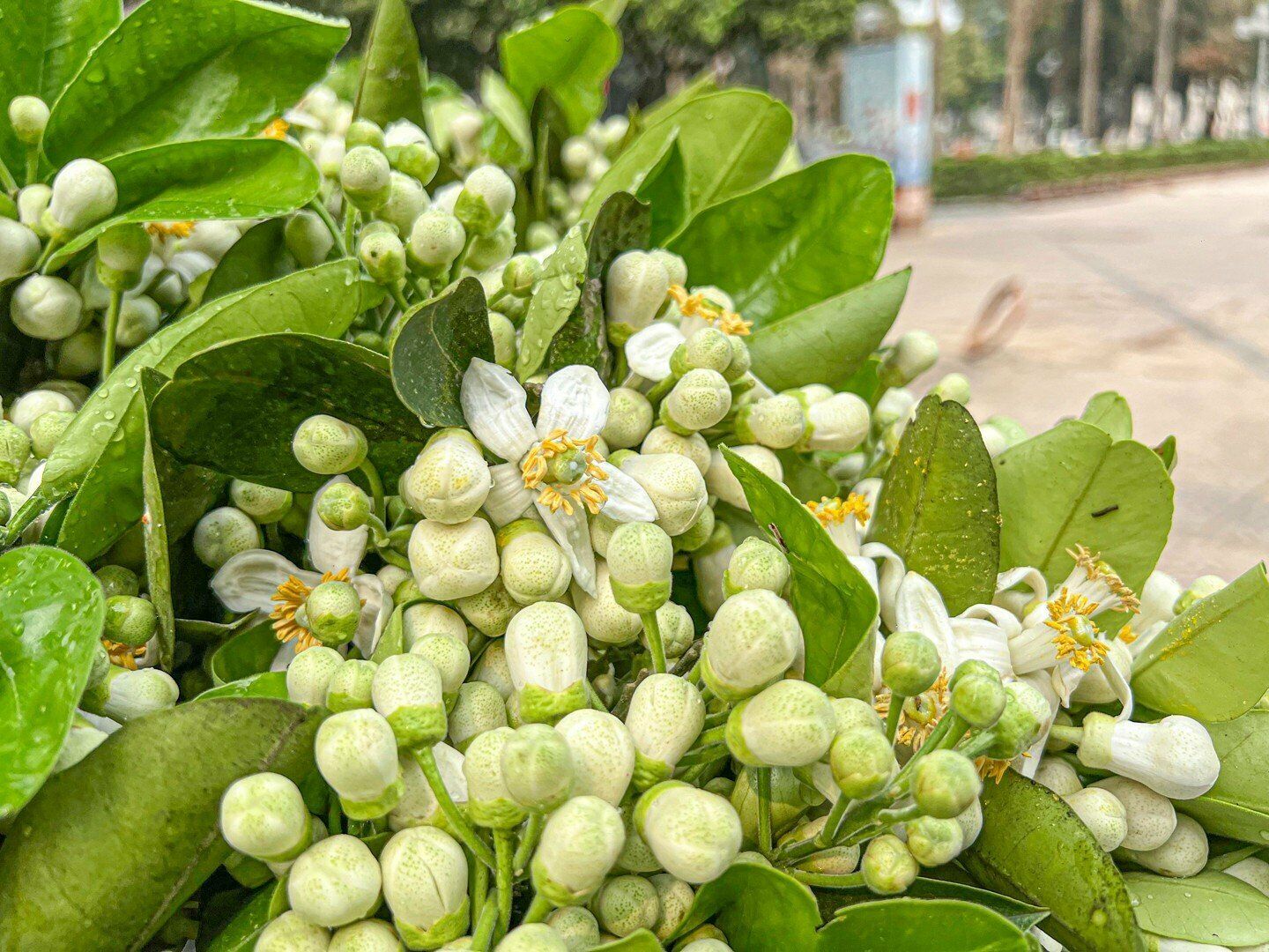 "Mấy năm nay nhiều người bán nên giá hoa bưởi cũng không đắt như nhiều năm trước. Tuy nhiên, tranh thủ mùa hoa nên mang xuống Hà Nội bán để có đồng ra, đồng vào", chị Hiền nói.