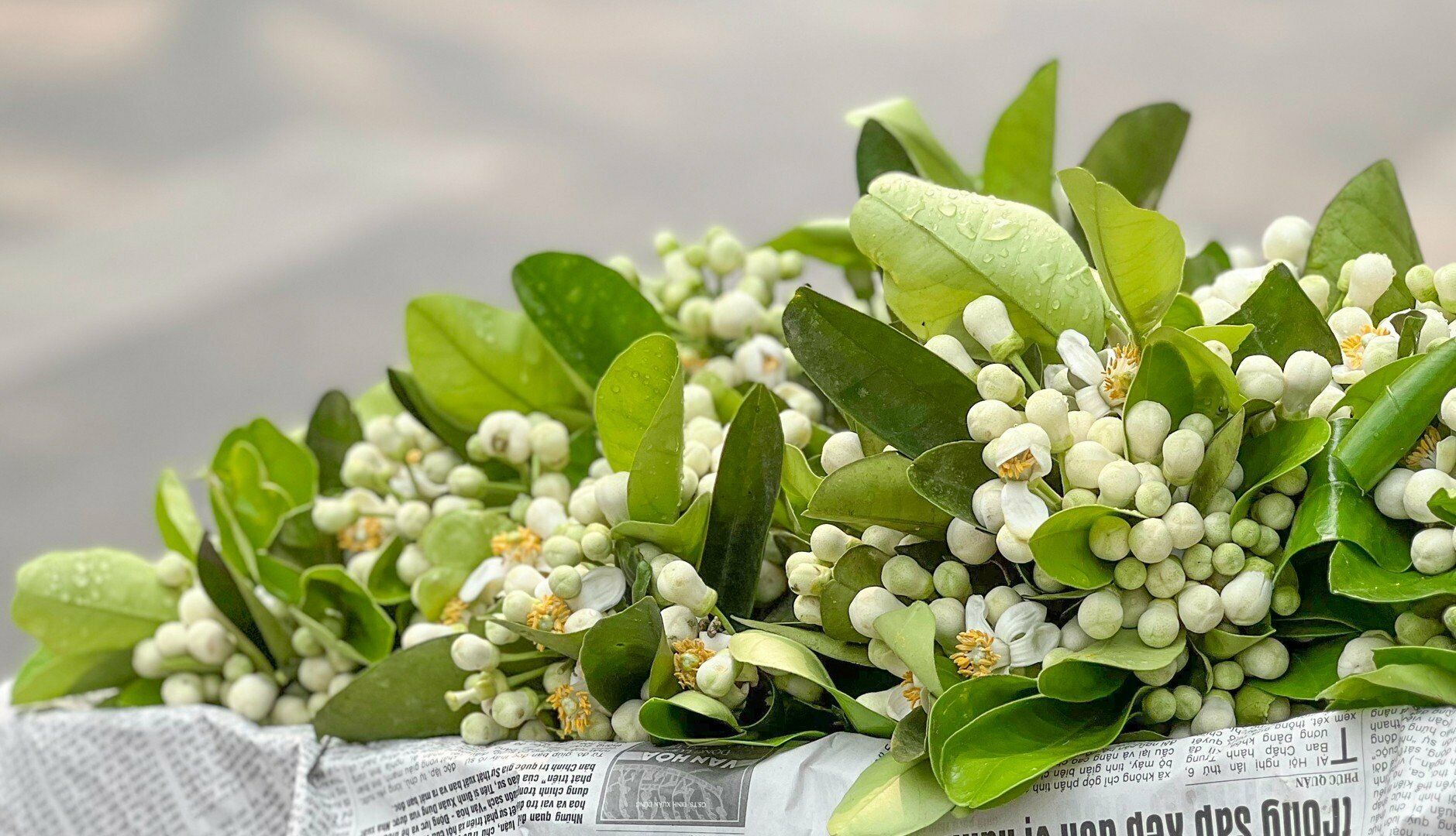 Với màu trắng tinh khôi cộng với hương thơm đặc trưng, hoa bưởi đã tạo ra một không khí rất "tháng Ba" trên các con phố Thủ đô ở Hà Nội.