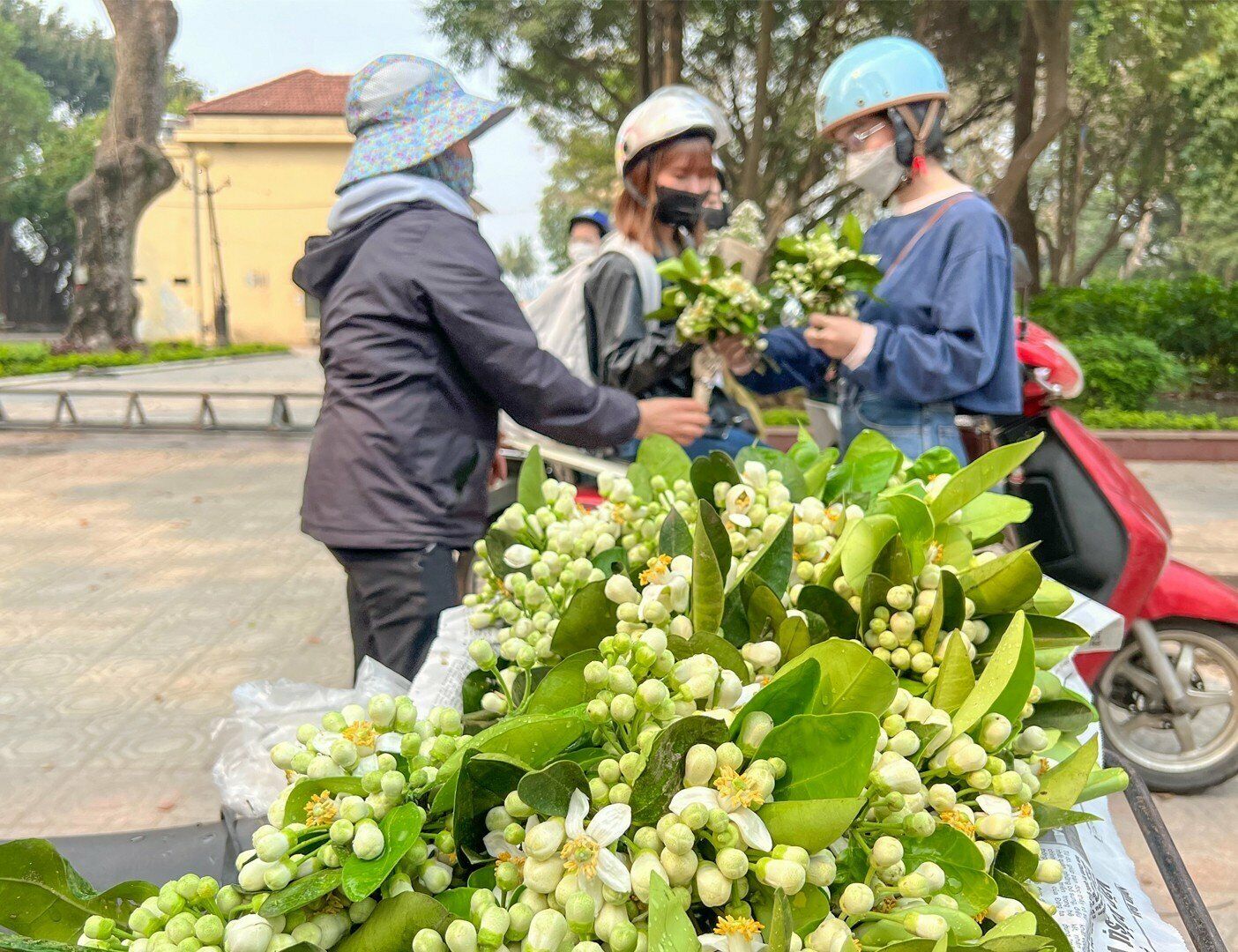 "Ngoài hoa trên bàn thờ, tôi còn mua bó hoa bưởi, cắm trong lọ ngắn đặt phòng khách. Hoa bưởi nhanh rụng và mau tàn nên cứ 2-3 hôm là tôi lại thay hoa mới. Mùa nồm ẩm này có những bông hoa bưởi trong nhà khiến không khí dễ chịu hơn", chị Linh nói.