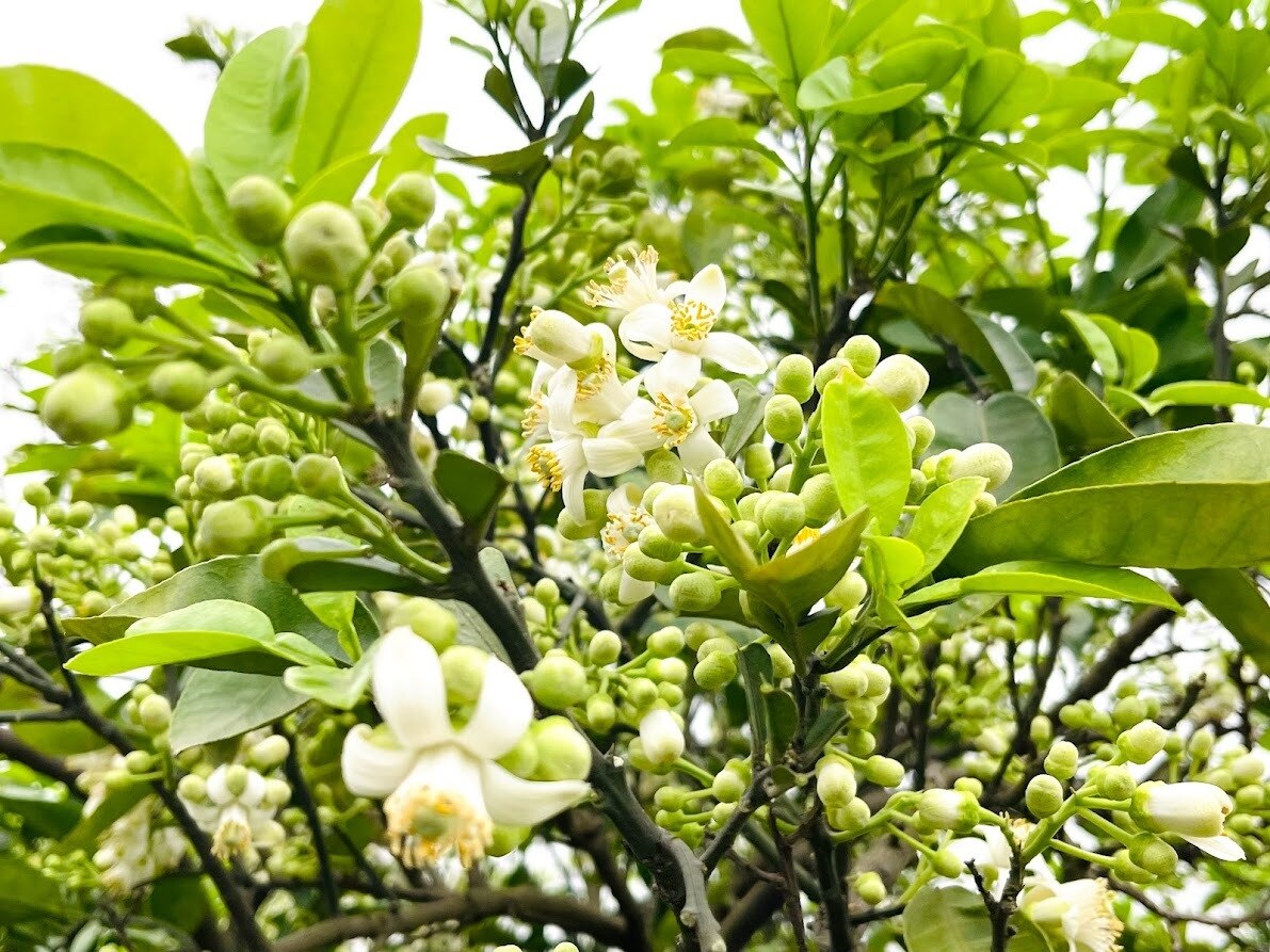 Hoa bưởi thường được bán theo bó, đĩa từ 30 đến 50 nghìn đồng/đĩa, hoặc theo lạng từ 25 đến 30 nghìn đồng/lạng. Vào đầu mùa đã có lúc lên tới nửa triệu đồng cho 1 cân hoa bưởi.