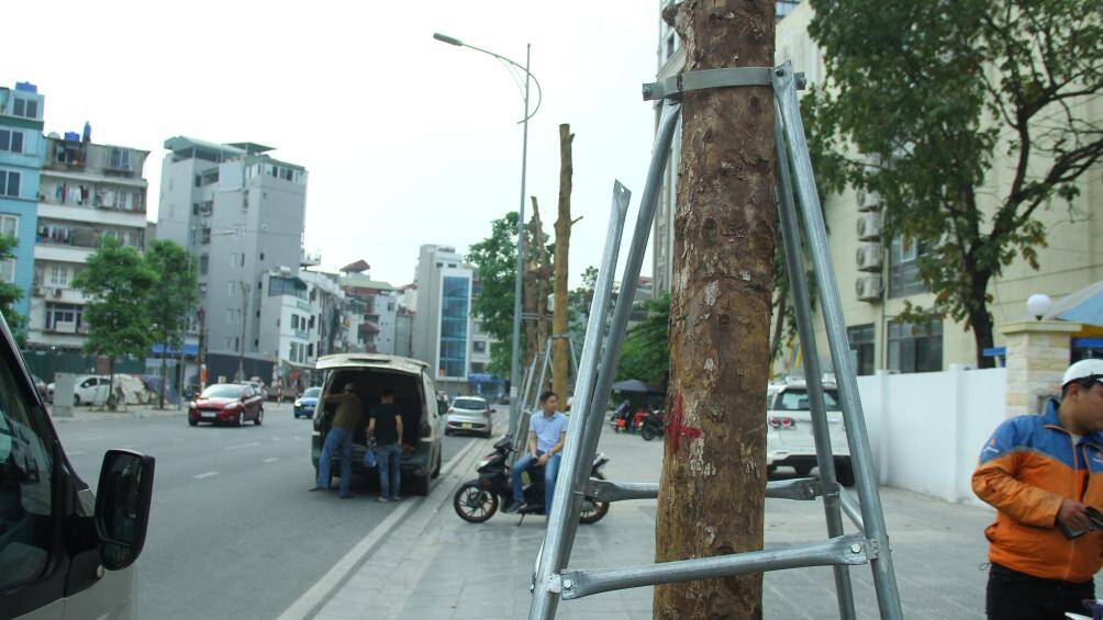 Theo quan sát, những cây xanh này rất khó để có thể sống sót.