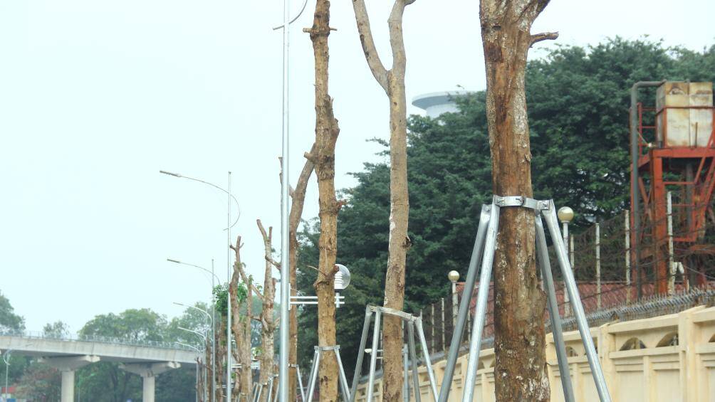 Những cây này cũng được chống đỡ bằng các cột sắt cao khoảng 2m, có tác dụng giúp cây phát triển theo chiều thẳng đứng, tránh gãy đổ khi gặp thời tiết xấu.