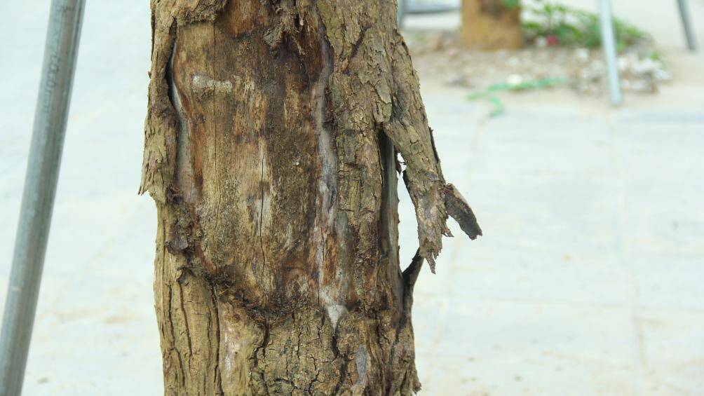 Việc hàng cây mới được trồng vài tháng nhưng đã chết khô khiến người dân không tránh khỏi tiếc nuối.