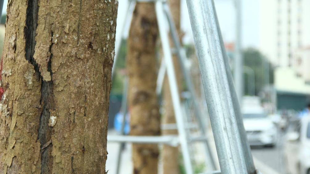 Nhiều cây đã bong tróc hết lớp vỏ bên ngoài, để lộ lớp gỗ bên trong đã chết khô, nứt toác.