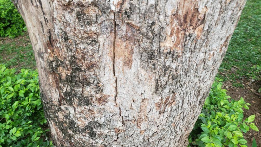 Phần gốc của cây có biểu hiện bị nứt.